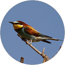 laurent cole profile picture